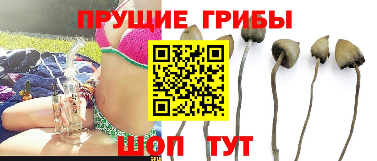 Псилоцибиновые грибы GOLDEN TEACHER Чайковский